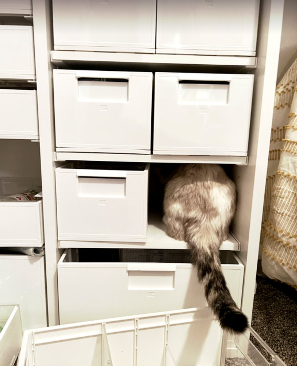 createroom's tweet photo. Looks like the Cubby is kitty approved! ✔️ ❤️ 

Did you know you can stack the Cubby for extra storage space?

#organization #createroom #dreambox #storagespace https://t.co/vU8AAXRVM8