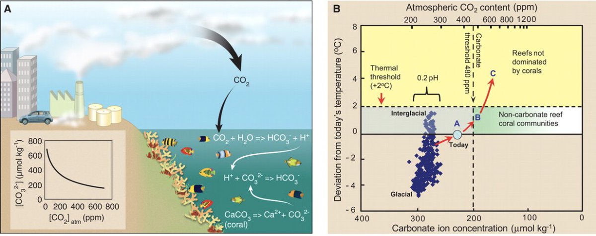 fishona7's tweet photo. Projections of carbon dioxide emissions reveal that the ocean's pH may decrease by 0.4 by 2100 through the process of #OceanAcidification, leading to coral bleaching events and disease, reducing global coral cover. Read more: https://t.co/NGf1j3kPWf… 
@geoenv_nova
 #GEV4320 https://t.co/Wt6ZjC5Km4