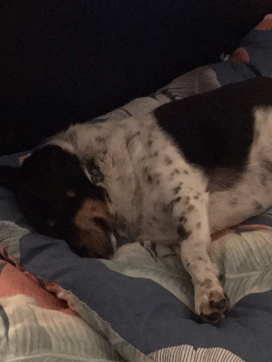 AmyReilly3420's tweet photo. Dogs really are amazing 🥰

I wish I had him in Clare with me or at least got my own pup, due to grumpy landlords I wasn’t allowed animals.

So it’s nice being home &amp; listening to his snores 🐶

8 years living alone in a different county was fecking hard. https://t.co/12ePl4xAVk