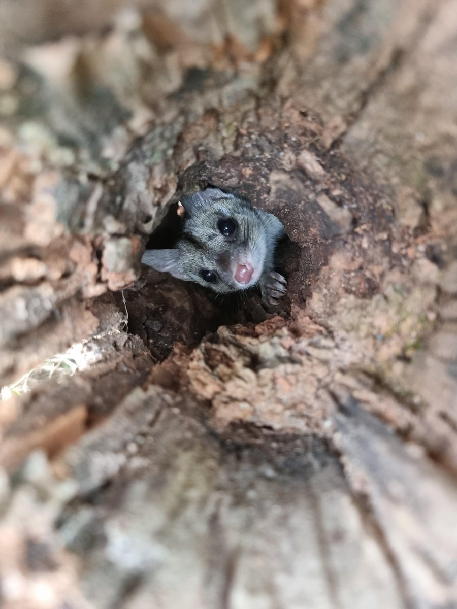 SA Department for Environment & Water tweet media