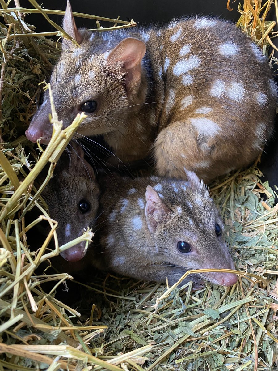 SA Department for Environment & Water tweet media