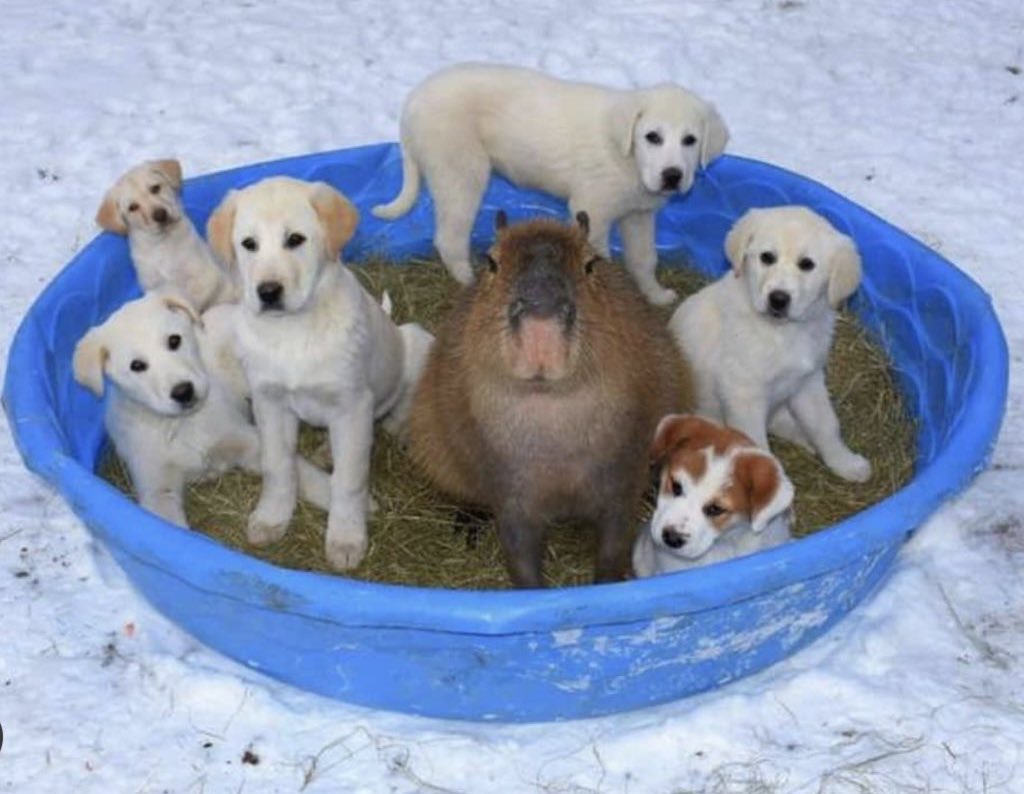 CAPYBARA_MAN's tweet photo. family picture https://t.co/v4z7SRqTuT