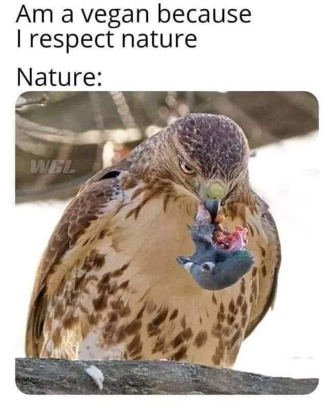 Rothmus 🏴 tweet media