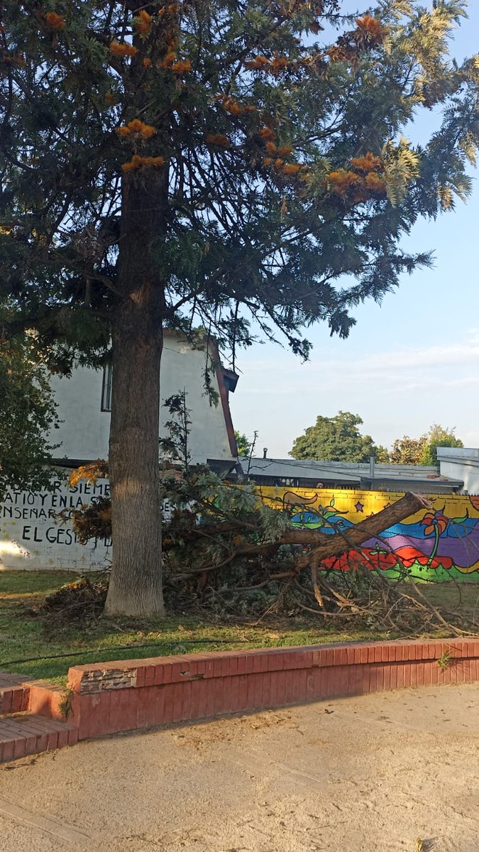 Sir_JackJons's tweet photo. Nuevamente se cae una rama de un árbol en las plazas de la Villa Los Jardines de Vespucio, @penalolen evitemos q esto sea una tragedia, nuestros niños juegan ahí. https://t.co/gW1ZfqdIKg