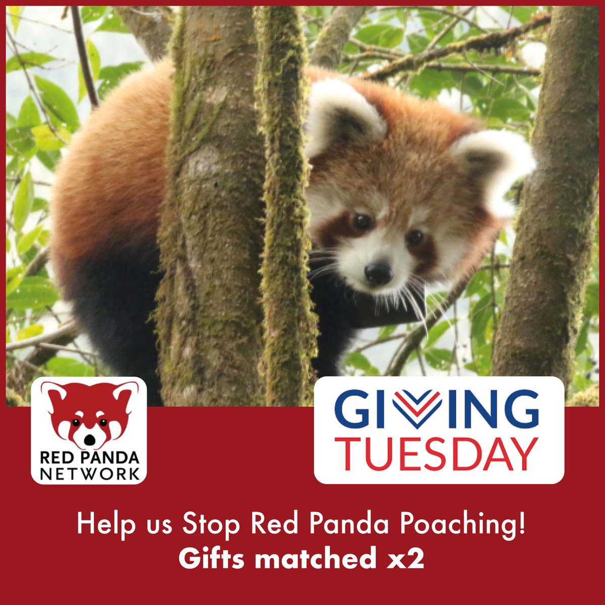 Donate now to have your impact doubled for our #NoPandaPoaching campaign! 🐾redpandanetwork.org/Double-Your-Im…

#givingtuesday #GivingTuesday2022