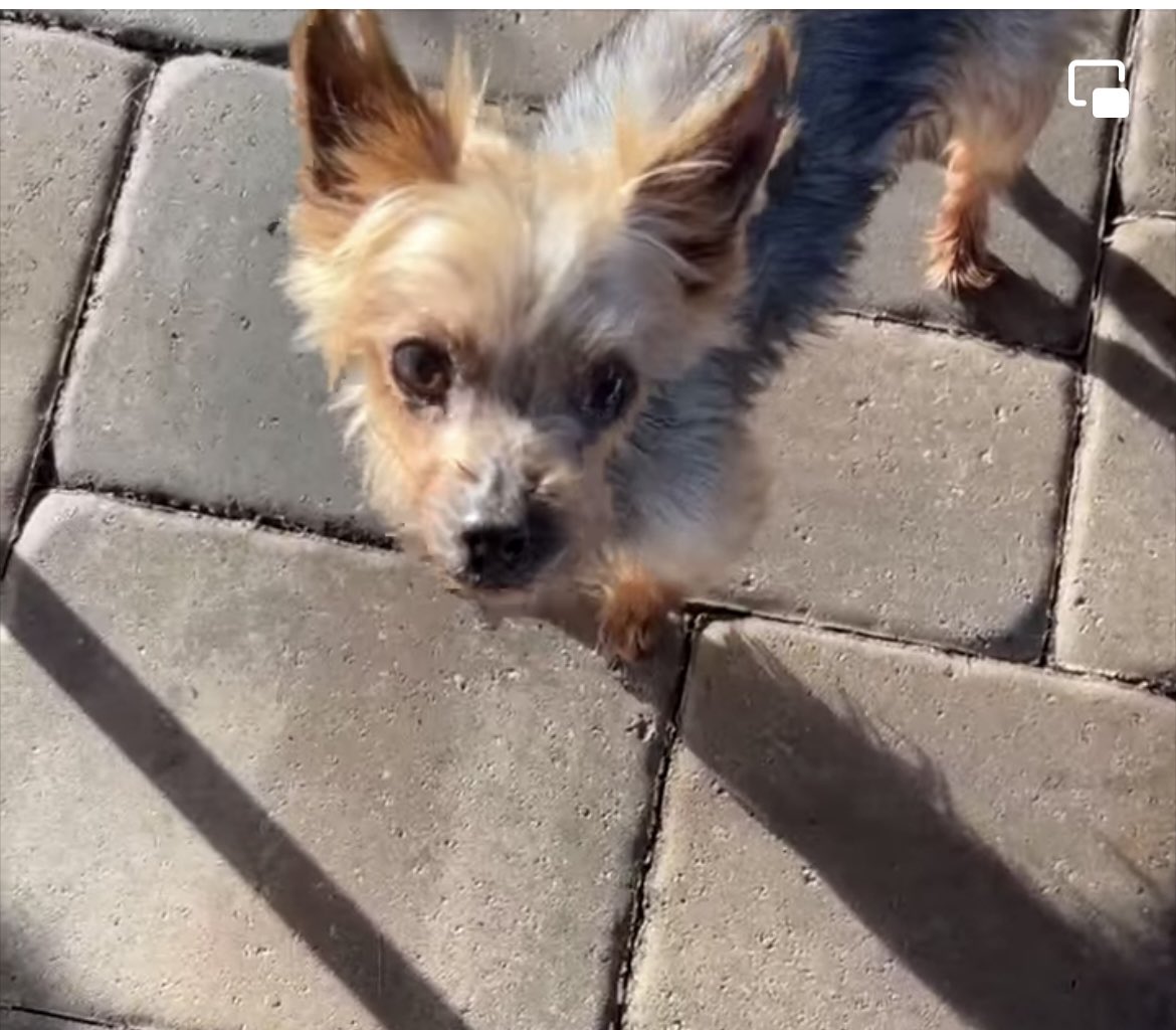 100+ Abandoned Dogs tweet media