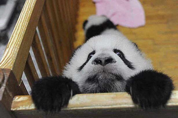 HourlyPanda's tweet photo. https://t.co/12im9rgl40