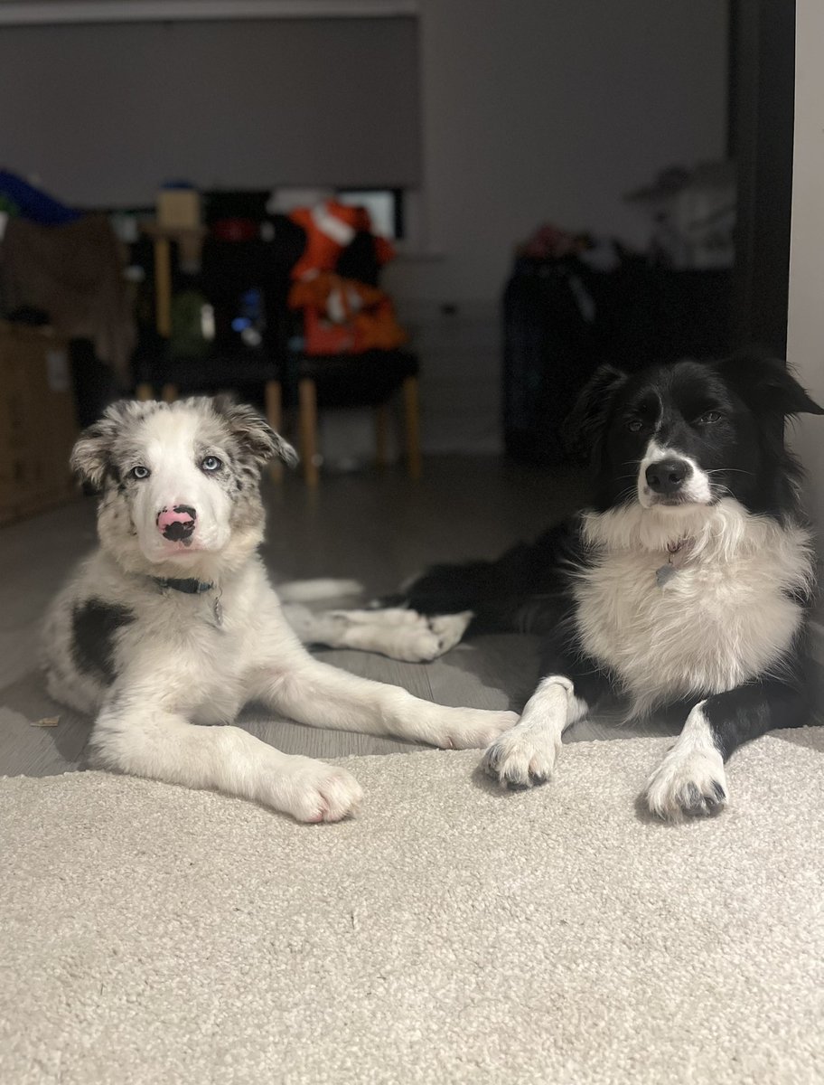 I’m so obsessed with my dogs💙♥️ #bordercollie #dogsarelove #dogsarelife #DogsofTwittter