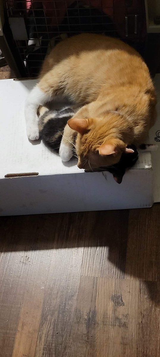 EssMadderz's tweet photo. Daddy sleeping with his little girl!
I never knew this was a thing!
Knox and Mable!
#CatsOfTwitter #KittyTuesday #kittensoftwitter https://t.co/aJE7Uglm66