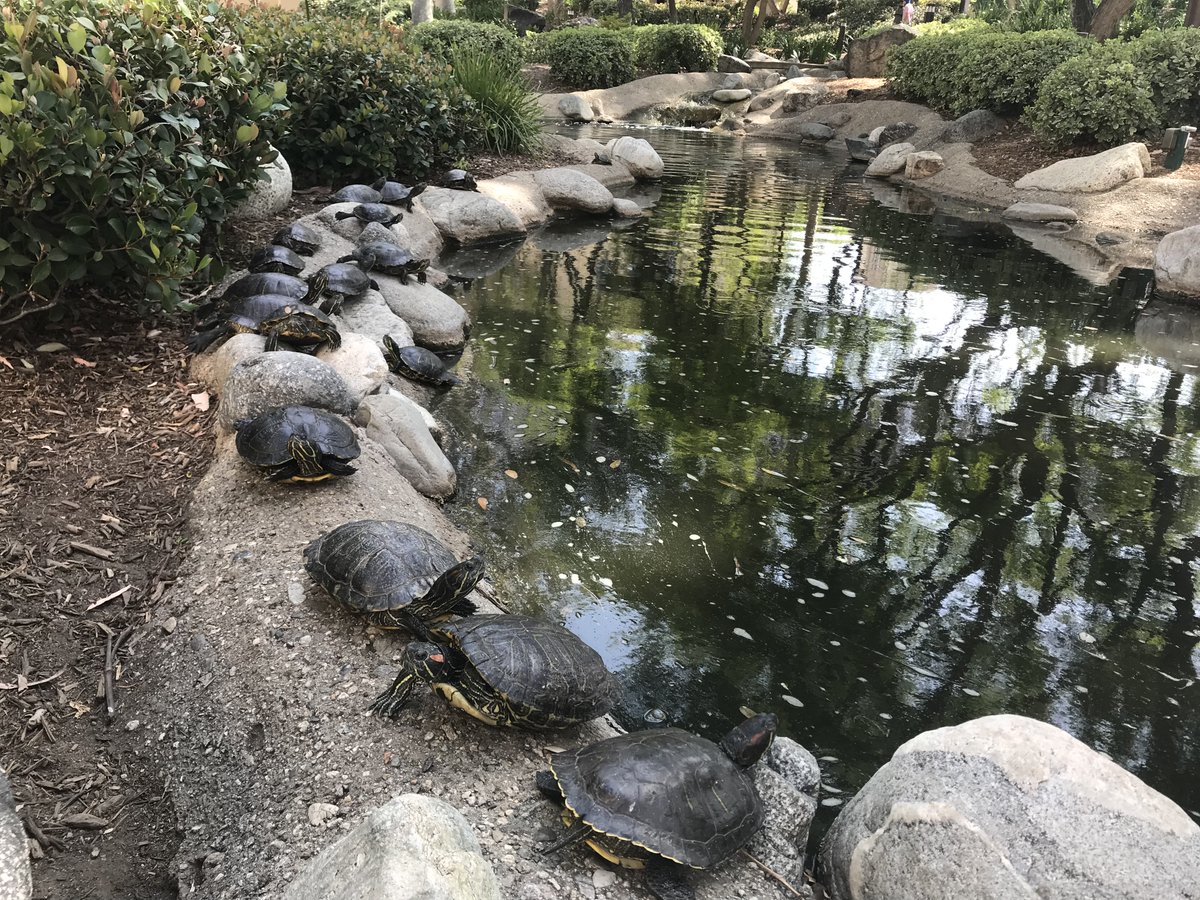 Caltech_Turtles tweet picture