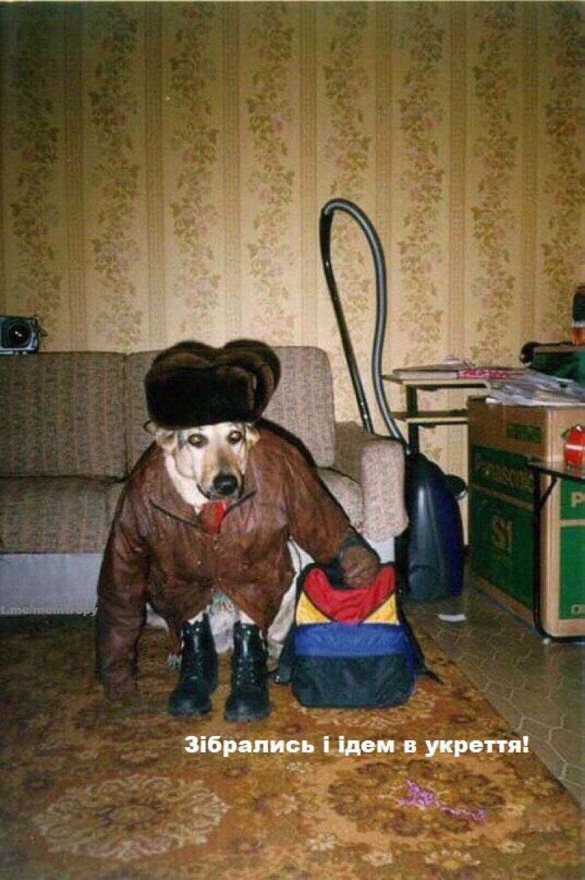 Собака в куртке