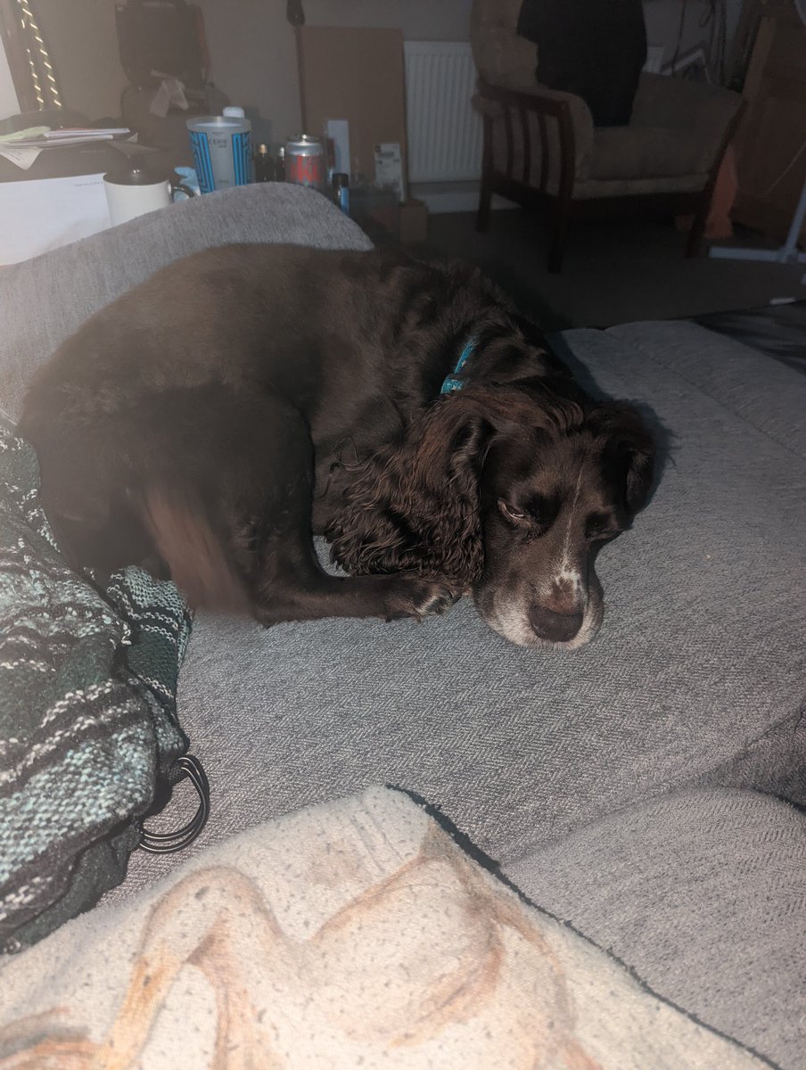 Chewy & Willow tweet media