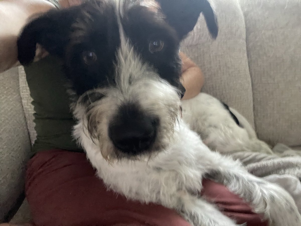 DrLauraLiteracy's tweet photo. Last night I woke up having a nightmare and my sweet dog Charlie came over and laid his head on my chest ❤️🐾 https://t.co/FcfPB5yqYg