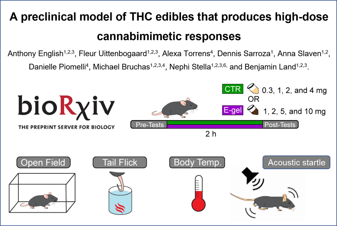StellaLab11's tweet photo. New study from the Stella lab @Graphtablet @mbruchas. We developed a palatable THC formulation that enables voluntary oral consumption of high-dose THC, and discovered that THC increases acoustic startle preferentially in males, a psychotomimetic response.
https://t.co/bfm1HPNLRM https://t.co/coOQhjXiYP