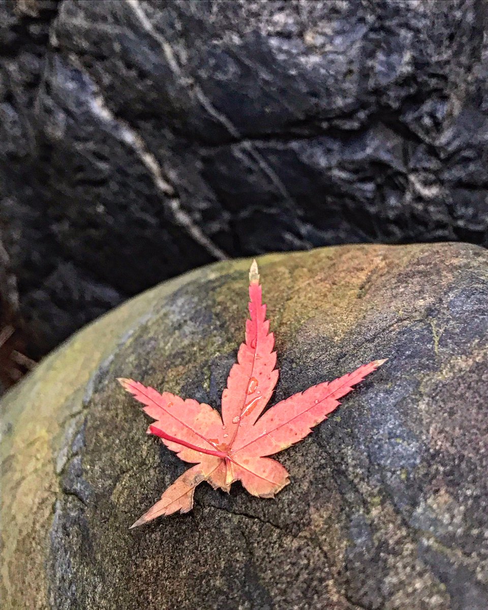 PeterSkovPhoto's tweet photo. Around my garden this morning #garden #autumn https://t.co/2BALQe44pH