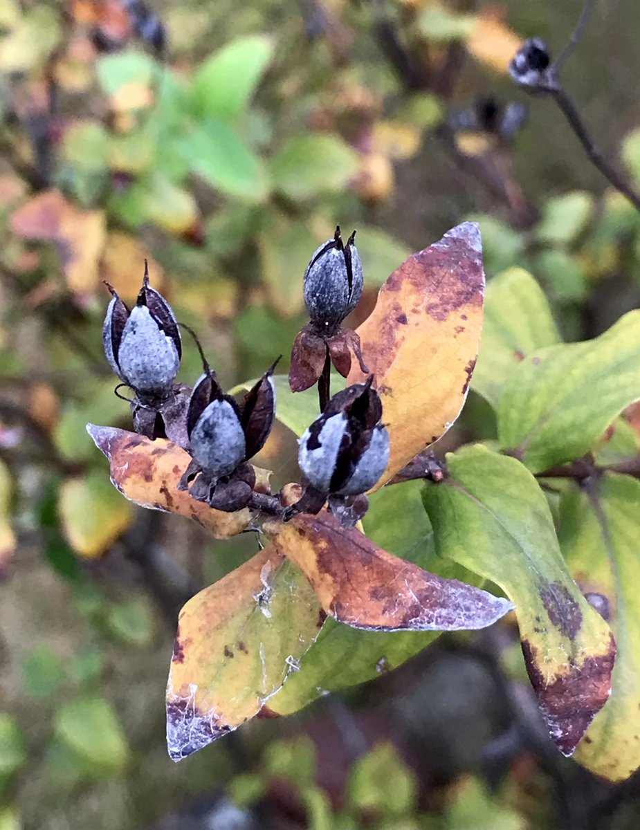 PeterSkovPhoto's tweet photo. Around my garden this morning #garden #autumn https://t.co/2BALQe44pH