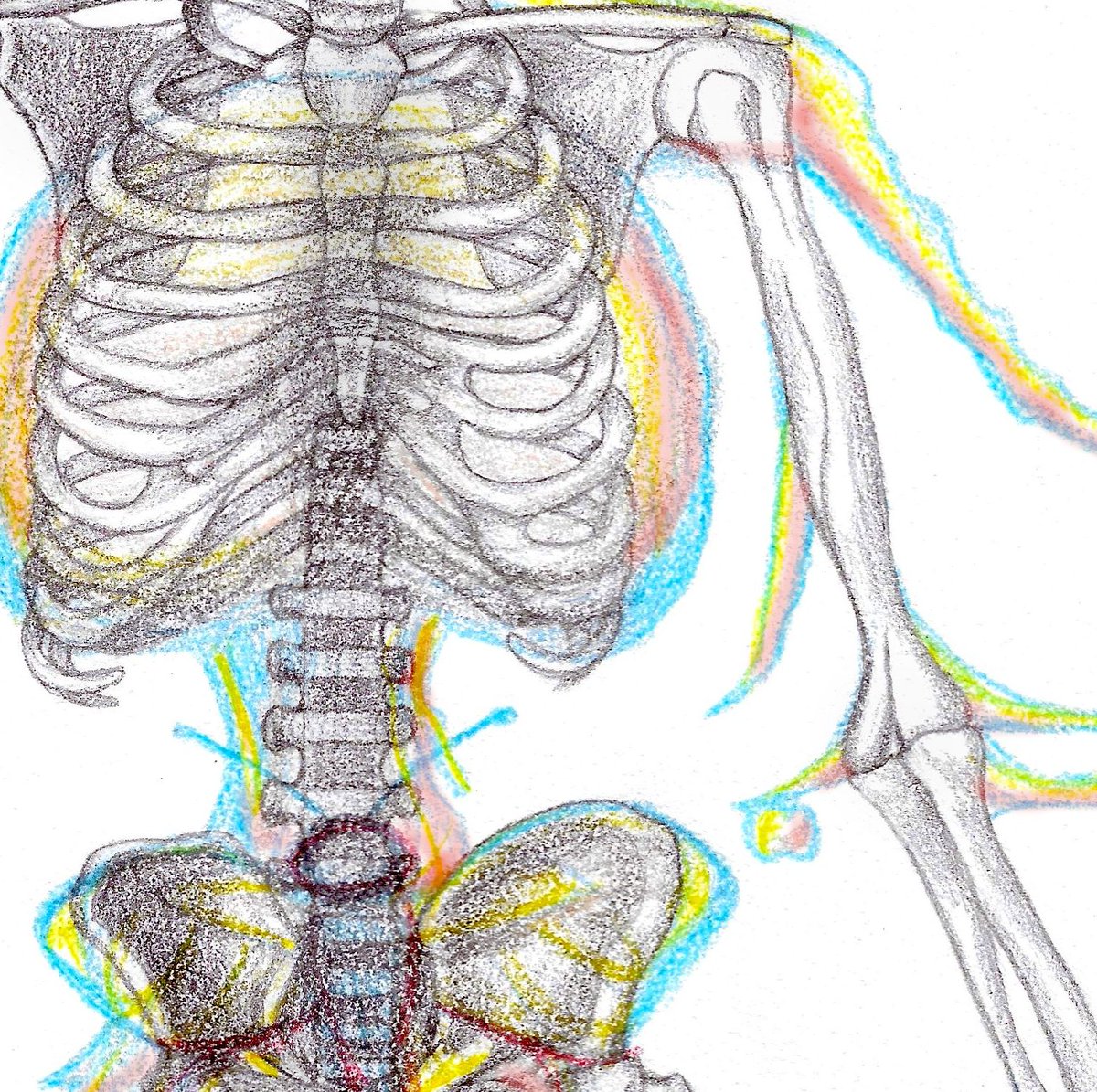 CatedraMaxAub's tweet photo. #LabPrototipos Cartografías del cuerpo/Holobionte, de Salma Caristo @__caristo
Prototipo sobre afinidades interespecies, invita a observar las similitudes entre el cuerpo humano y los cuerpos de otras especies compañeras, y a señalarlas en un esquema.
https://t.co/ZyjdqqH0bp https://t.co/LQ6E6pLuOu