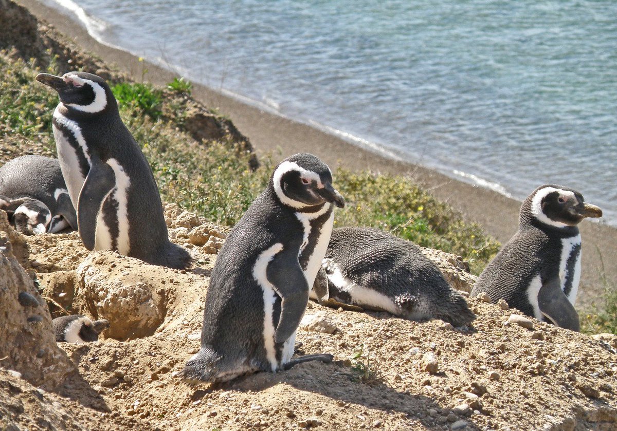 HourlyPinguins (@hourlypinguins) on Twitter photo 