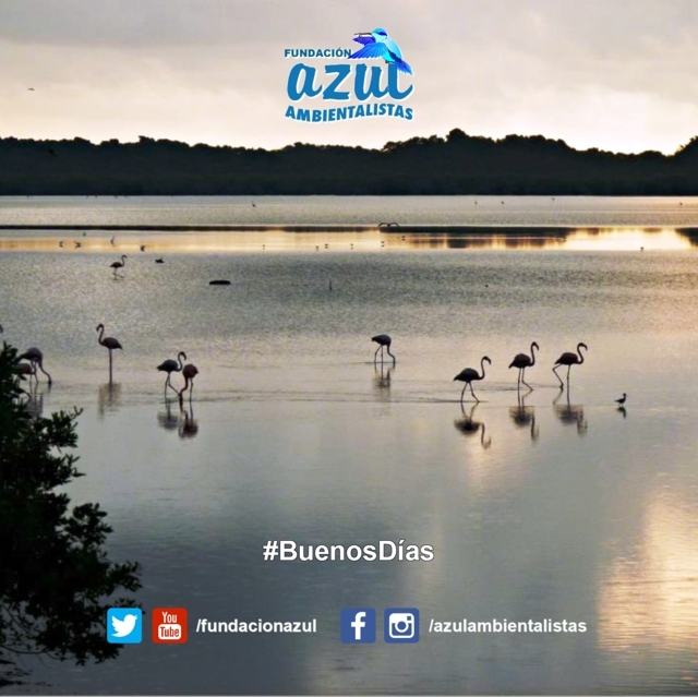 fundacionazul's tweet photo. #FelizMiércoles 😀

🚶 Dá el primer paso al levantarte junto con el amanecer desde los humedales de #Cuare 🦩, en el estado #Falcón 🏜️, para llenarte de energía y puedas hacer algo por el Planeta 🌎

🔗 https://t.co/WOYXBerPKu 💙 https://t.co/DXJoLMrgMd