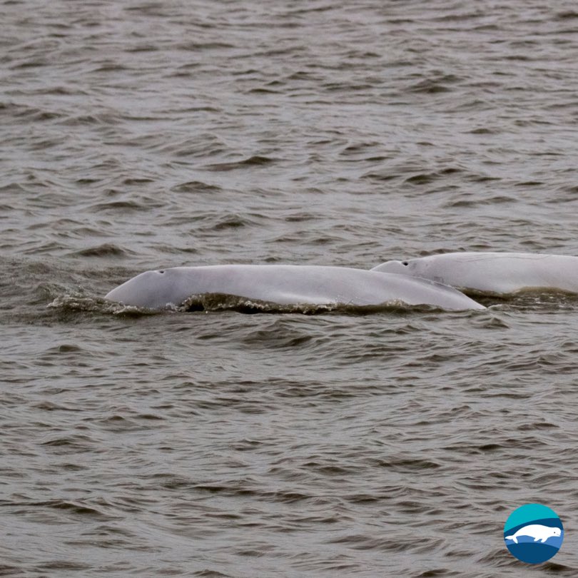 BelugaWhaleAll's tweet photo. Today is Giving Tuesday! Please consider donating any amount that you feel matches the value of this service to support our beluga alerts at https://t.co/ug8wUPq3Mw. 

Image by Chandera Tolley https://t.co/KjqGF10kFR