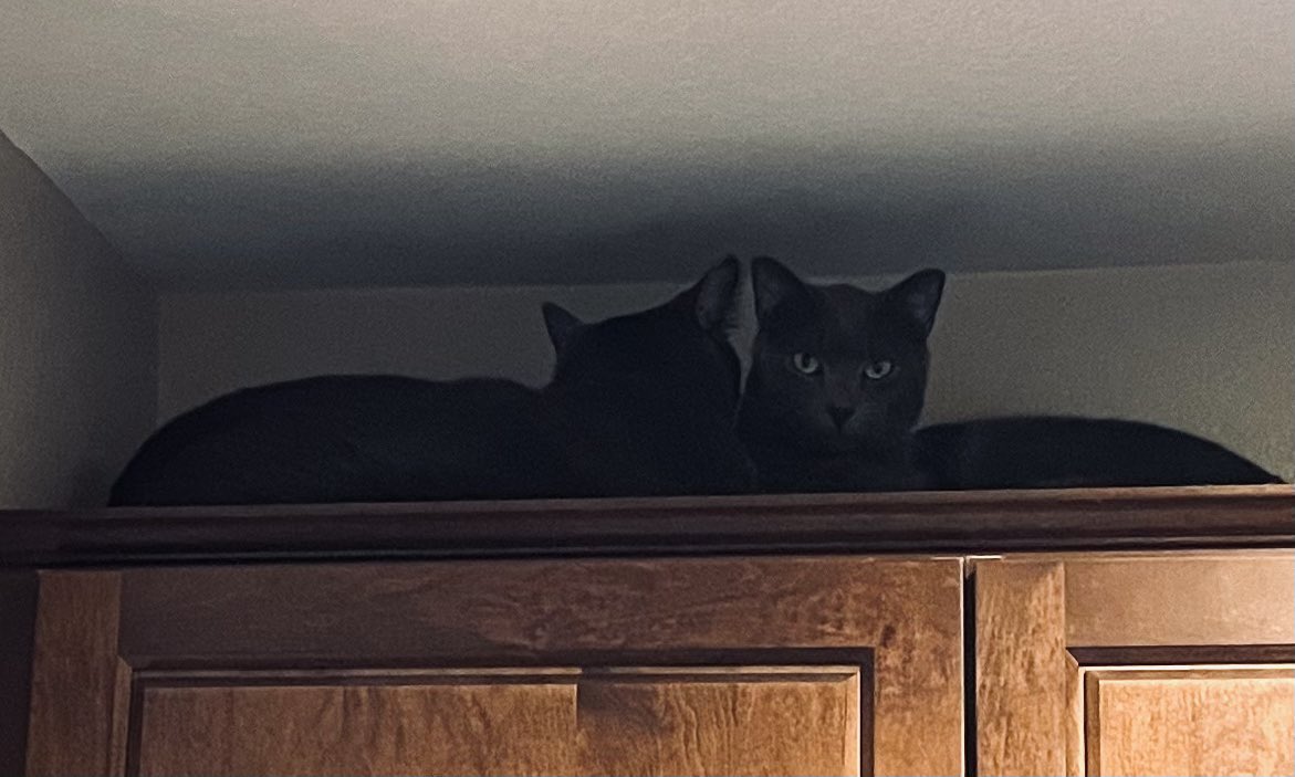 RJellyman's tweet photo. Rd1 #TopBrewsTues & #10PercentTuesday is Speedway Stout. @ManvsAle @Stef_Pellerin @Bertrand_Boily @Kubrickx @Beerislove25 @scottydog57 @bakerjonathanr @dzyngrl @GoodOlSnoopy Added my cats in their Penthouse. #Loki & #Artemis https://t.co/NF1HhkWpze