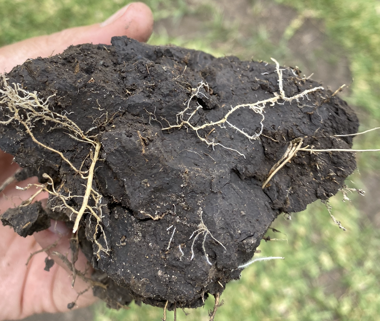 entrabyfertec's tweet photo. At the start of November we applied #Entra and #urea to #turf at #Allenview

We returned a few weeks later, we observed vigorous root growth. The grower was impressed with the improved friability of the soil, due to Entra.

Contact #fertec (+61 7) 4630 4114 or sales@fertec.com.au https://t.co/uhfsKwS5sD