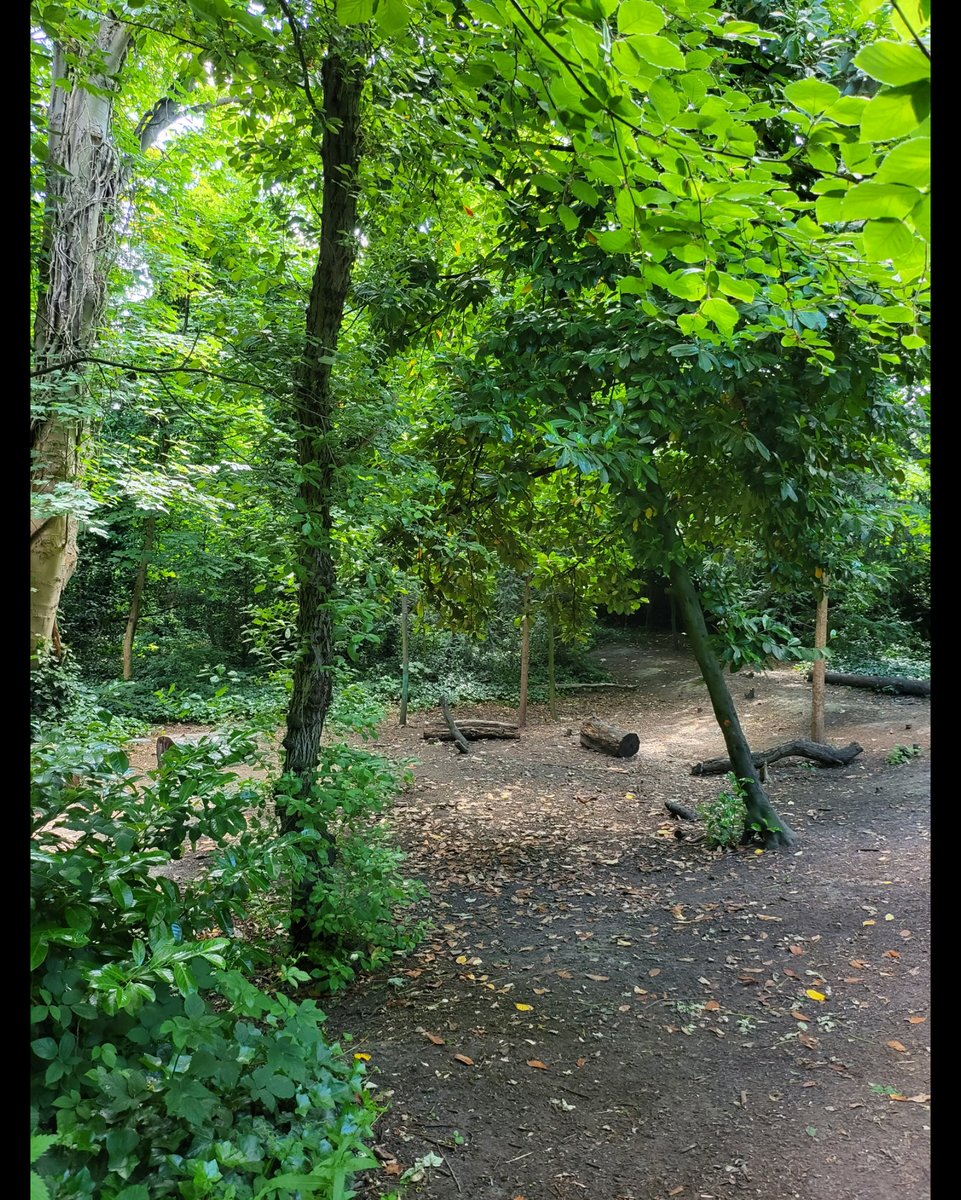 ahmedhankir's tweet photo. Sometimes The best thing you can do for your mental health is to go for a walk in the woods... https://t.co/Dye2F81rqc