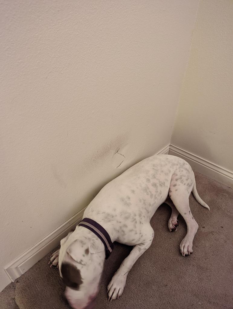 Our 75lb dog (pictured) got zoomies today and put a nice dent in the wall. It is about the size of both of my hands. At least we aren't renting anymore and now I get the new challenge of figuring out how to patch a hole that size!