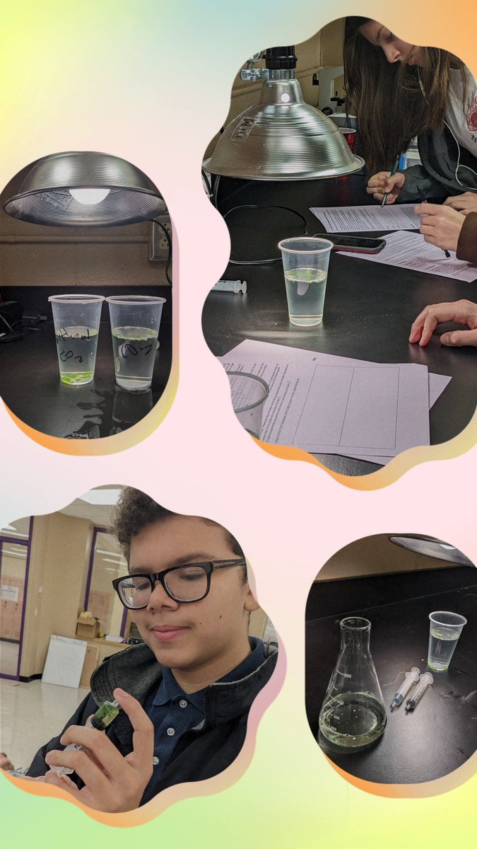 Kangsci's tweet photo. Honors Bio conduct the floating leaf disk assay lab to investigate the rate and factors of #photosynthesis @BeltonAcademies #proud2bpirates #honorsbio #biology https://t.co/sRNPvtYv6I