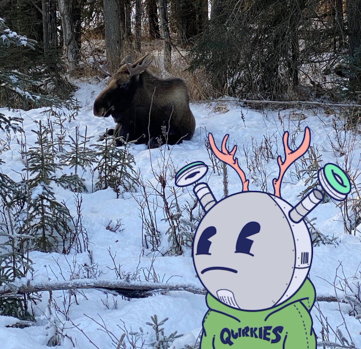 hypnohalo_'s tweet photo. Excuse me Mr Moose, have you seen my friend the #stokedyeti? He’s a fellow @quirkiesnft #yetisearch
By the way nice rack! https://t.co/5ZoyGWGGti