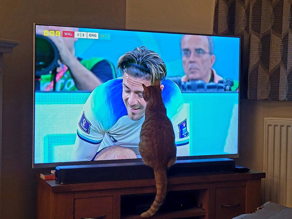 PurpleRLB's tweet photo. @JackGrealish @England Tivie the cat joins the Jack Grealish fan club. Congrats on the win! 😻⚽️🏆🧡 #worldcupcat https://t.co/kbxO9YqrMm