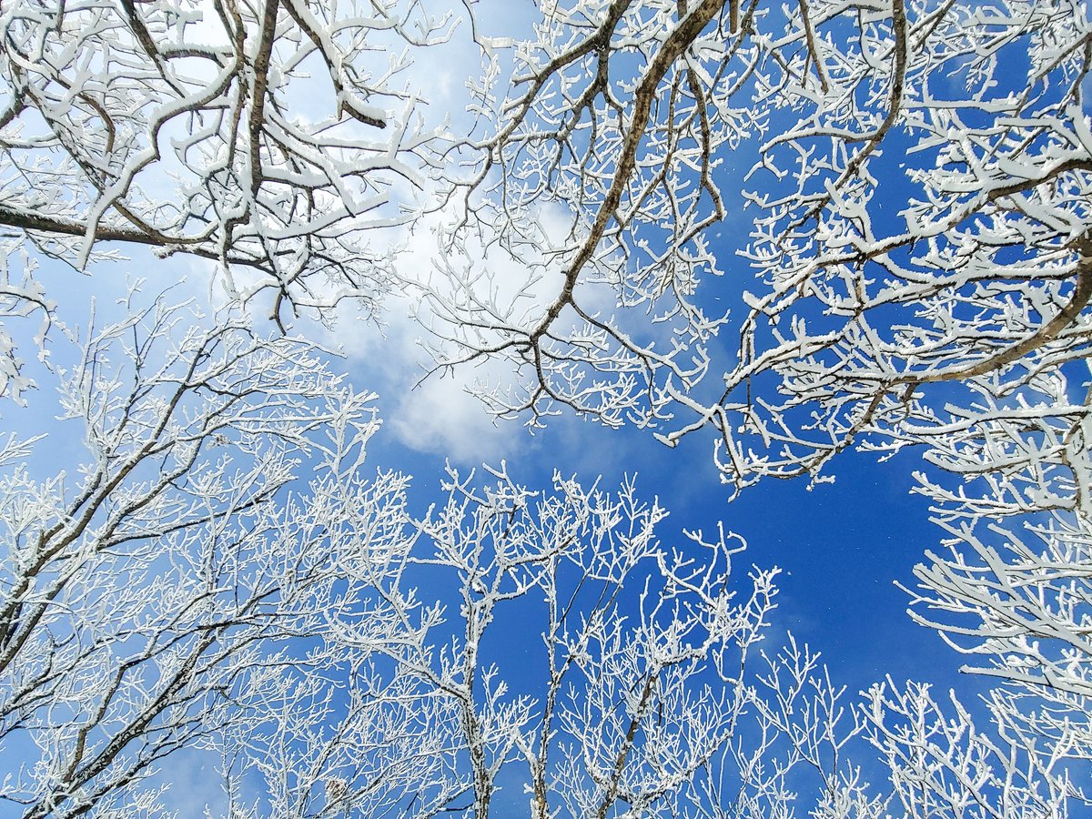 Pues sí, señoras y señores, ha llegado oficialmente el frío a Corea 🥶 Tenemos temperaturas bajo cero en buena parte del país (¡Seúl está ahora a -7°C!) 🌬 Hora de abrigarse bien y tomar algo calentito 🧣☕
¿Cómo están ahora en tu país? 🤔

#너무시려워