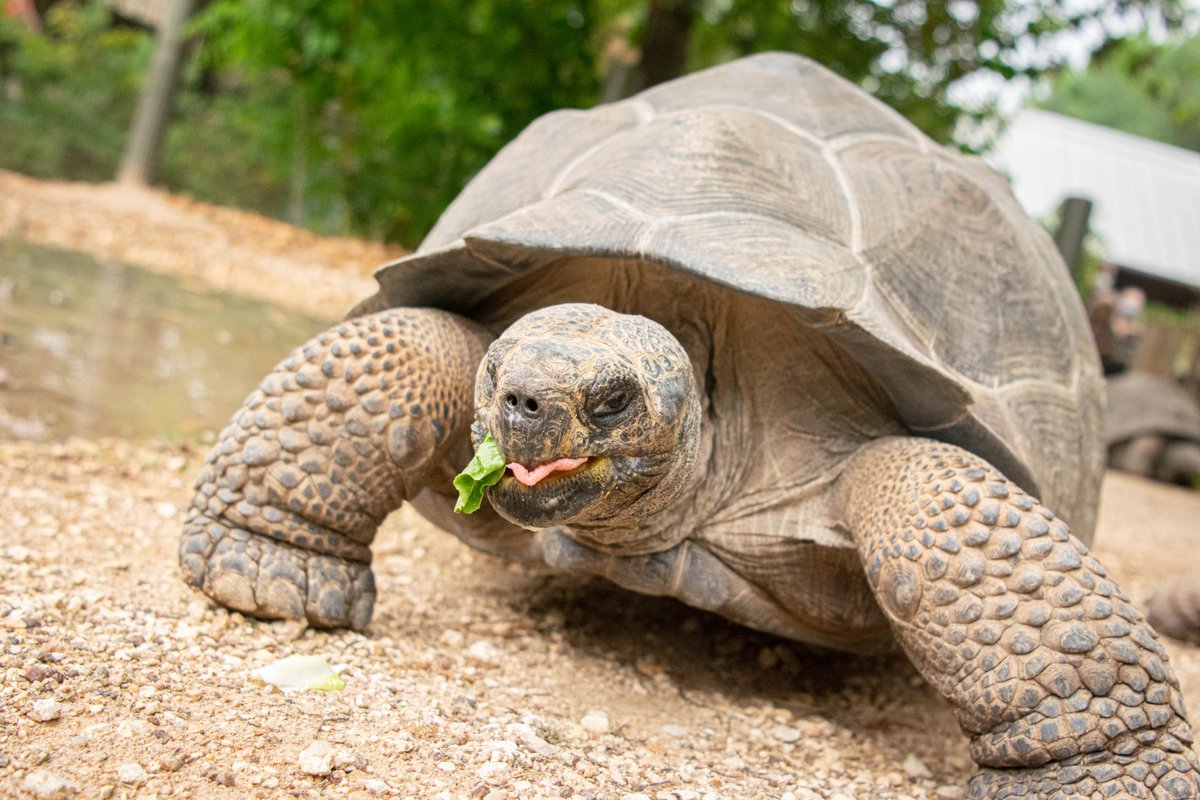 There’s still time to give the Gift of Grub! We’re thankful for everyone who has donated today to help feed animals like our Galápagos tortoises. They eat their fair share of the 213,000 heads of romaine lettuce our animals consume yearly! bit.ly/3nSqrHd 

#GivingZOOday