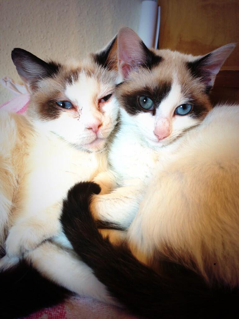 Cats (@hourlycats) on Twitter photo 