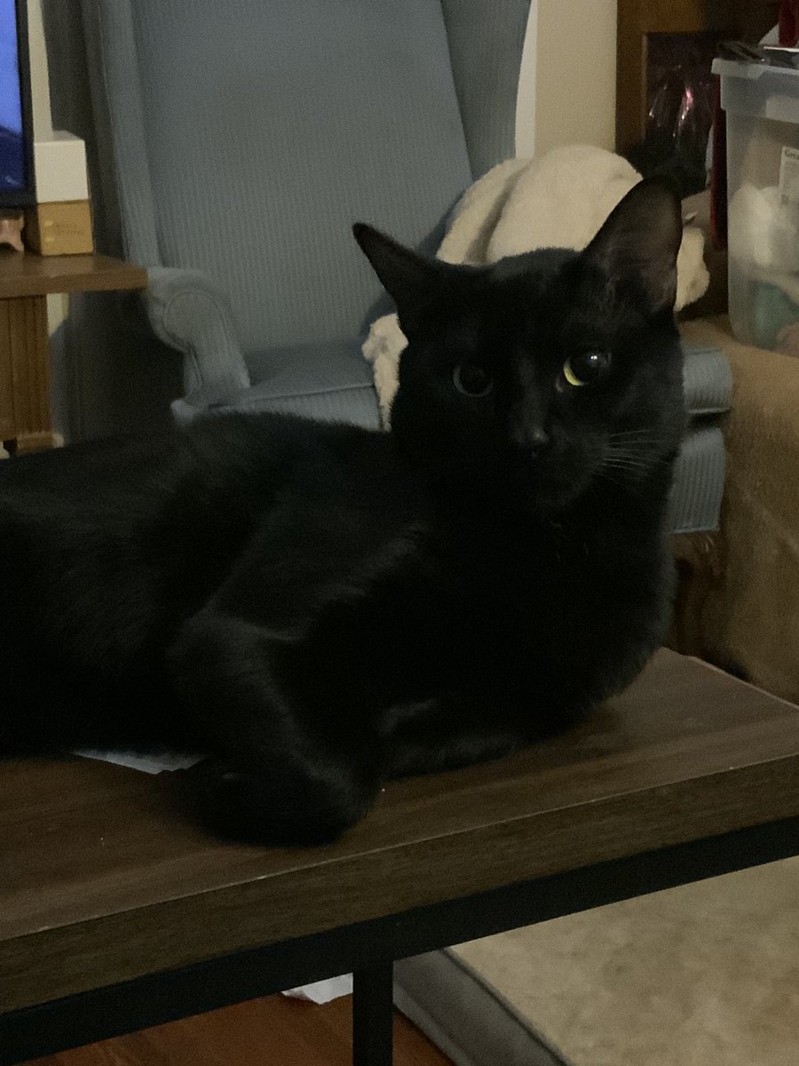 mooncat_163's tweet photo. Lost my boy Loki a week ago today due to a sudden illness. Miss this brat! #blackcats #lokithecat #bratboy https://t.co/Pf2b5yoC0u
