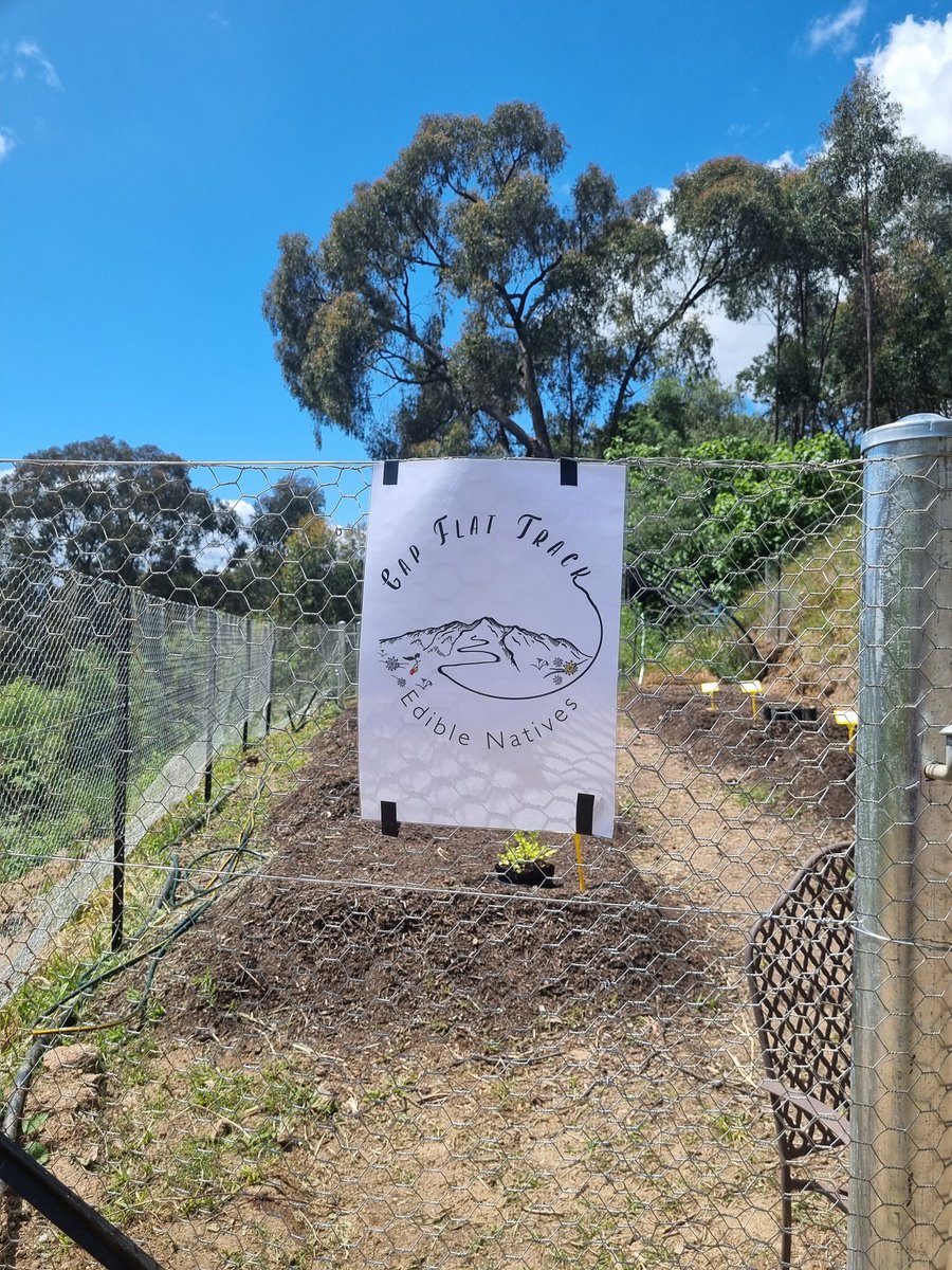 razzprotein's tweet photo. Today is Field Day at Gap Flat Track in beautiful Kergunyah, Victoria. Today is all about #nativecrops for #droughtstress #futureDroughtFund #AusGov #AusAg #droughtresilience #drought #innovation #aginnovation #agriculture #farming @VicHub_Drought @@FVASunimelb https://t.co/8a8HZ4Rs4U