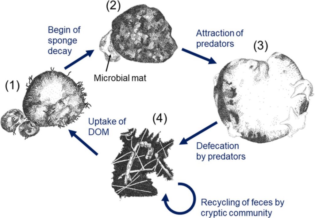 Here is our follow-up article presenting the megafauna and habitats in more detail and discussing a potential deep-sea #SpongeLoop. Have a look: rdcu.be/c0FCd Co-authored by: @bokamero , @teresamorganti, @de_kluijver, Andrey Vedenin, @seabedbiologist