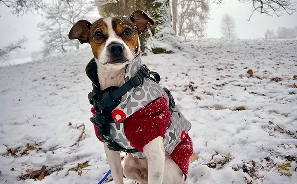 🐶 Did you miss our last email featuring the adorable Mancha? Don't miss out next time - contribute to our #GivingTuesday matching fundraiser and be part of restarting our campaign to end the housing and homelessness crisis. Double your impact ➡️ votehousing.ca/match-campaign