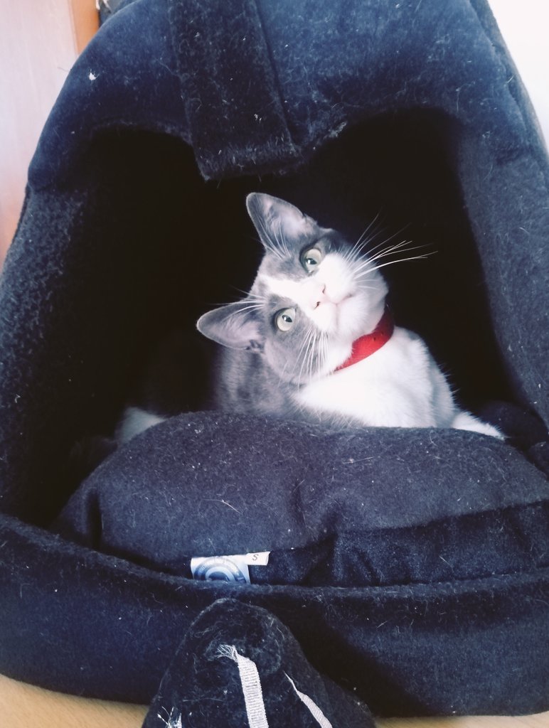 iAlejandraAc's tweet photo. El mejor gato del mundo mundial.  Te extraño mucho, Bruno. https://t.co/lEP52phafy