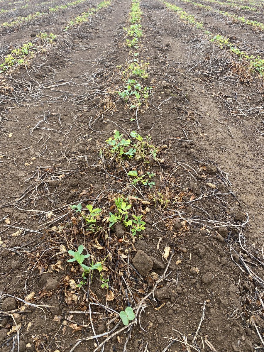 1agro's tweet photo. #cotton planted into a failed #peanut field any advice on controlling volunteer peanut throughout the season will be greatly receive https://t.co/Ozpk1IVhSr