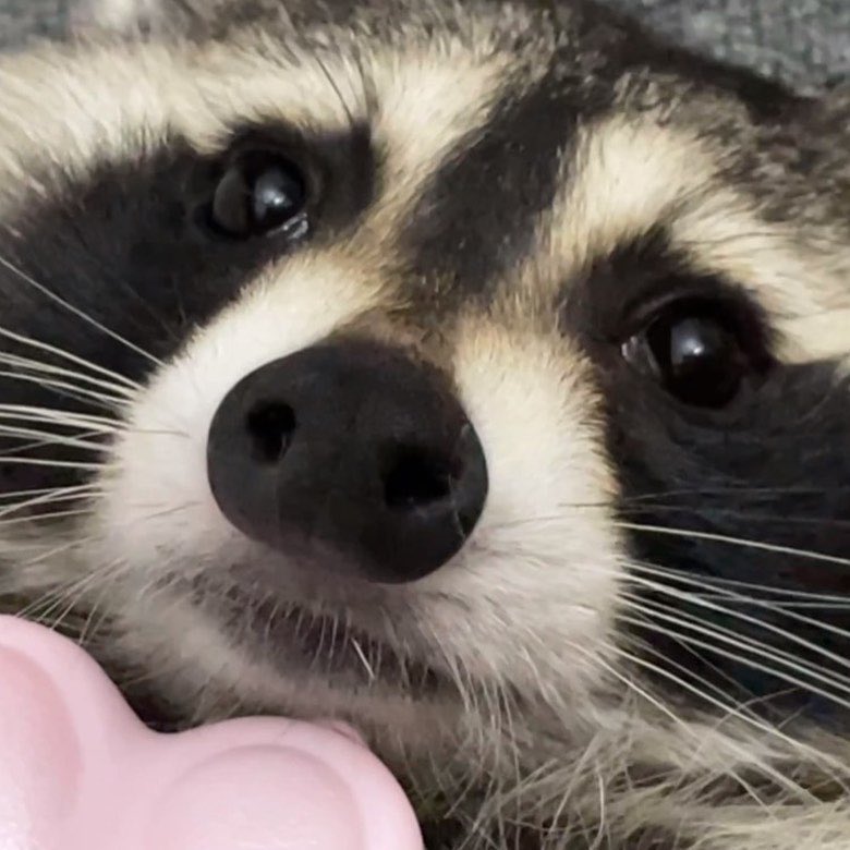raccoonhourly's tweet photo. https://t.co/DN5Xn6pmDU