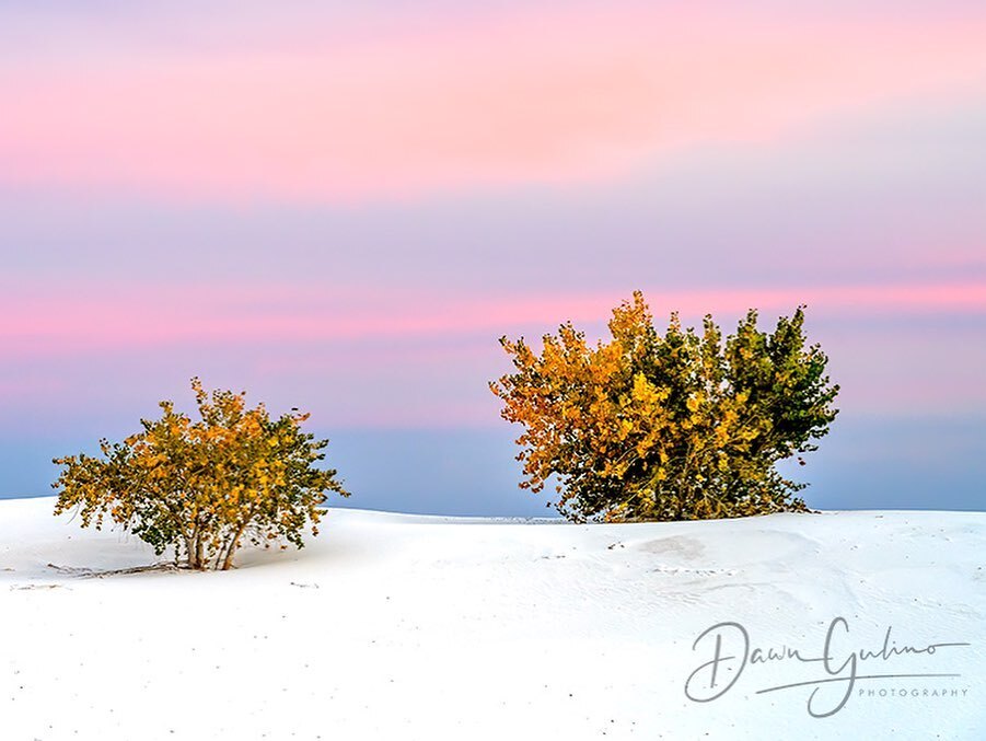 dgulino's tweet photo. Sunset in New Mexico. I set up the shot before sunset and waited a bit hoping the sun would light up the clouds with some nice light — it did not disappoint! Swipe for the full frame. 
.
.
.

#trees  #treestagram #treescape #treesofinstagram #treescollec… https://t.co/86PTsz6Hs4 https://t.co/0oikGpWV7F