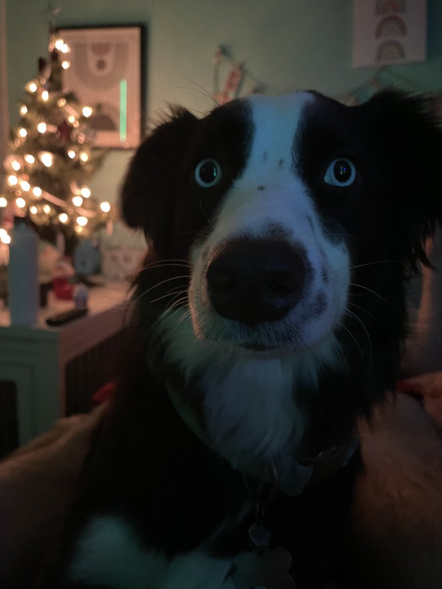 skye_mocha's tweet photo. It’s beginning to look a lot like Christmas! Why do me smell cinnamon everywhere? #dogsoftwitter #puppy #dogs #holidaysmells https://t.co/8NG2fnHhdR