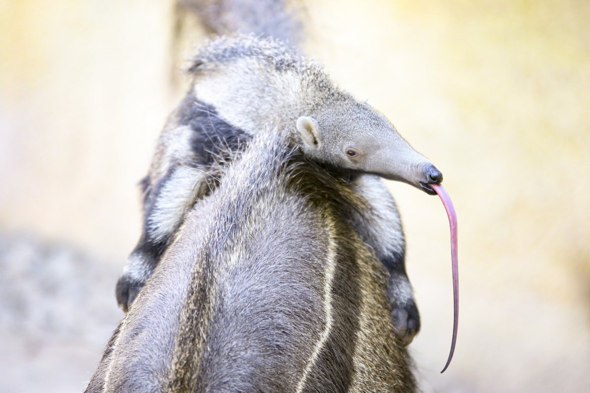 This #TongueOutTuesday is a very special one because its also World Anteater Day! Anteaters have very long sticky tongues that they use to scoop up ants, termites, and other bugs into their mouths. An anteater can stick its tongue in and out up to 150 times per minute!