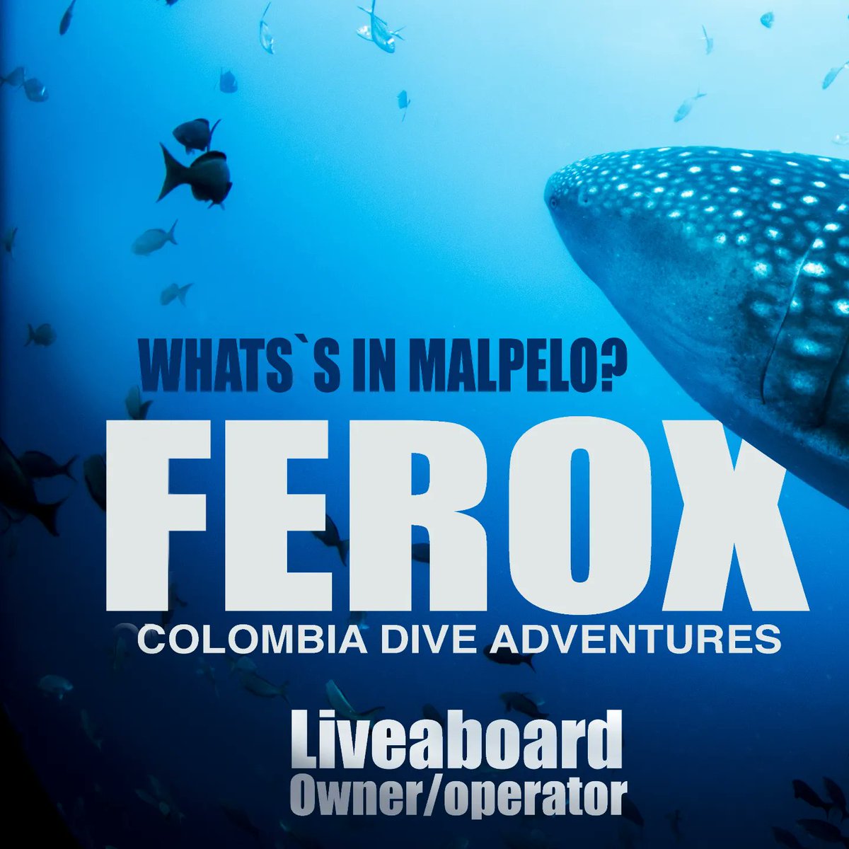 DiveColombia's tweet photo. What's in Malpelo?...🦈🐋

#buceocolombia #buceoresponsableyseguro #noplastic #oceans #dive #diving #hammershark #liveboardferox #colombiadiveadventures #gorgona #shark https://t.co/61niTUiH2l