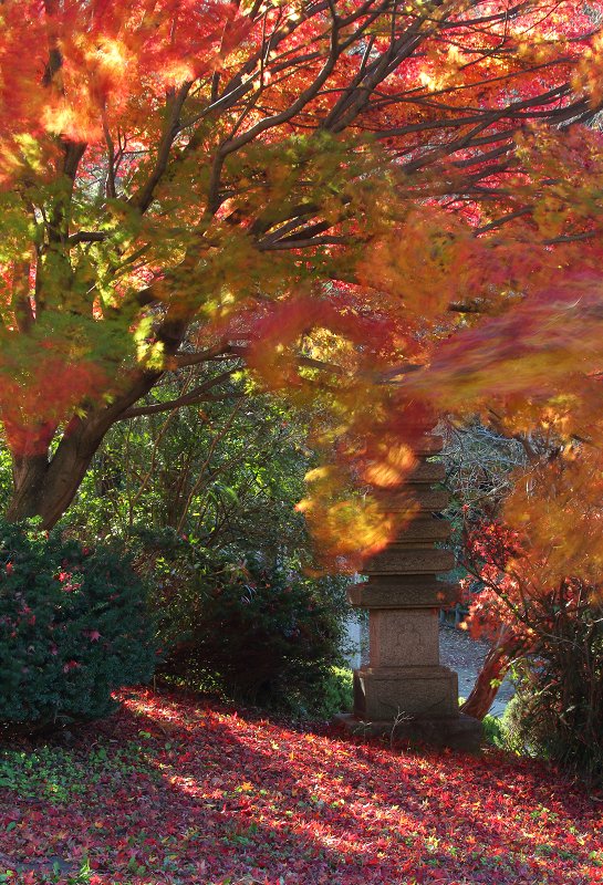 足利市の山川長林寺にて。
風を活かしてスローシャッターで(⁠^⁠^⁠)
2022.11.27撮影。

#足利市 #山川長林寺 #長林寺 #紅葉 #スローシャッター #ashikaga_city #chourinji_temple #autumn_leaves #longexposure #japan