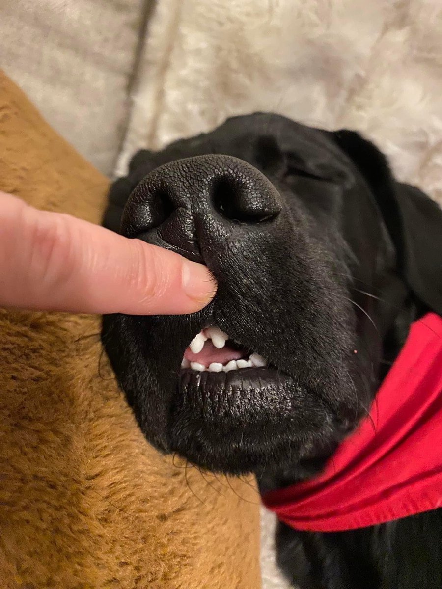 My puppy sitter took this shot on Thanksgiving. Good one, huh?