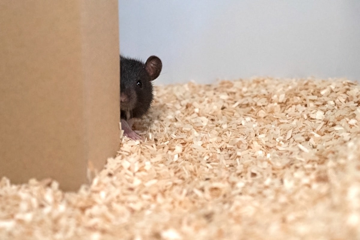 yikes_machine's tweet photo. ⏳️waiting for🦎to mess up so he can snatch him and take the boy inside the walls to he his bride hehe 👁👄👁 #brumilo #brunilo #ratshipping https://t.co/XLC7pyfQuS