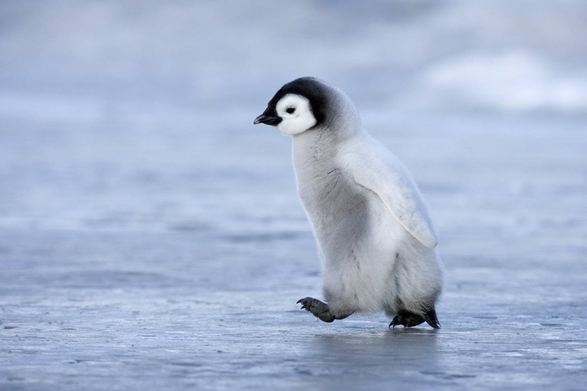 HourlyPinguins (@hourlypinguins) on Twitter photo 