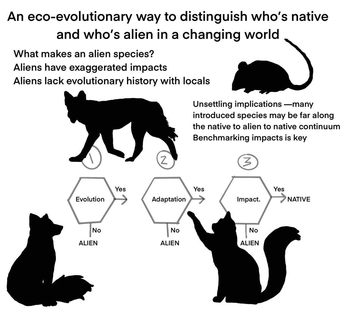 Dr Maggie J Watson / @terngirl.bsky.social tweet media
